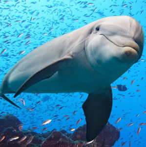 Meet your Posher, Sofia